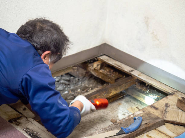 Best Attic Mold Remediation in Lake Hallie, WI