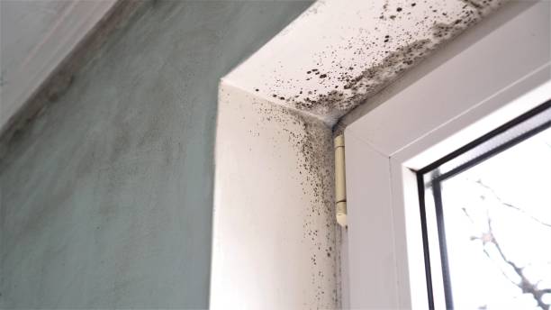 Best Commercial Mold Remediation in Lake Hallie, WI