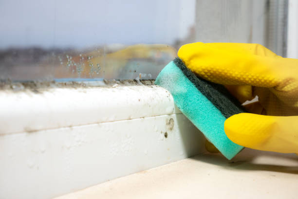 Best Basement Mold Remediation in Lake Hallie, WI
