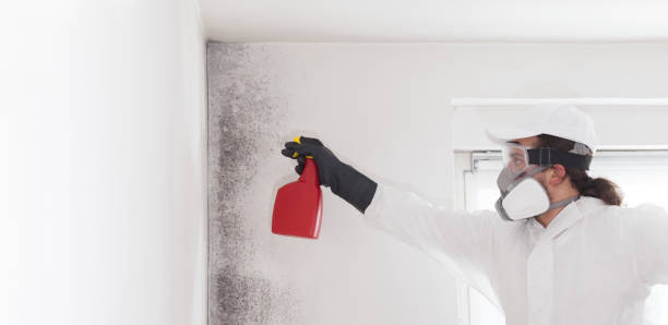 Best Post-Flood Mold Remediation in Lake Hallie, WI