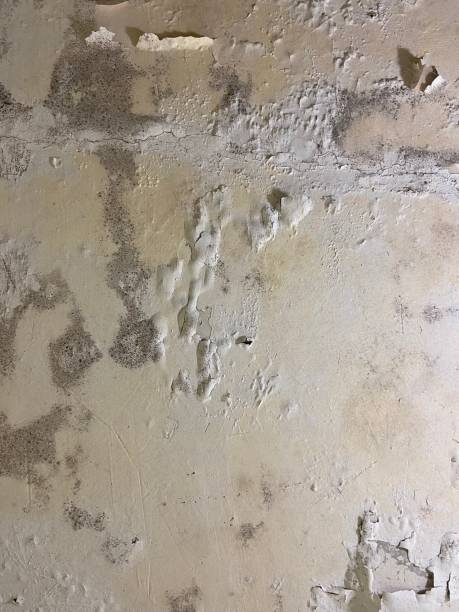 Best Bathroom Mold Remediation in Lake Hallie, WI