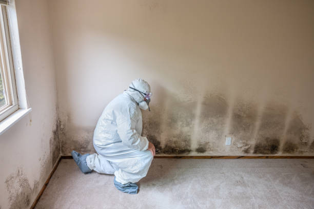 Best Mold Testing and Inspection Services in Lake Hallie, WI