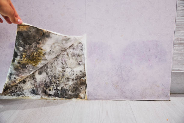 Best Localized Mold Remediation (e.g., coastal areas, humid climates) in Lake Hallie, WI